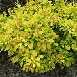 Барбарис Тунберга Golden Dream