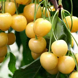 Черешня Дрогана Желтая