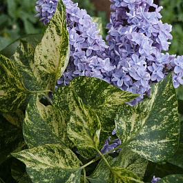 Сирень обыкновенная Аукубефолия Сирень обыкновенная Аукубефолия