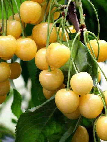 Черешня Дрогана Желтая