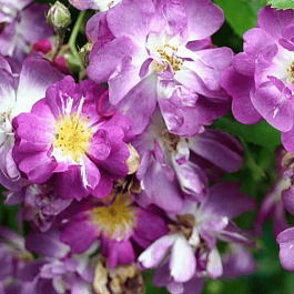 Роза Плетистая Veilchenblau