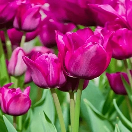 Тюльпан Purple Bouguet