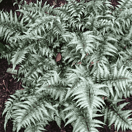 Кочедыжник ниппонский Metallicum