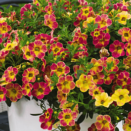Калибрахоа Chameleon Sunshine Berry