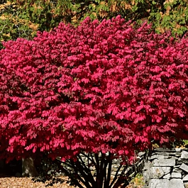 Бересклет крылатый Compactus