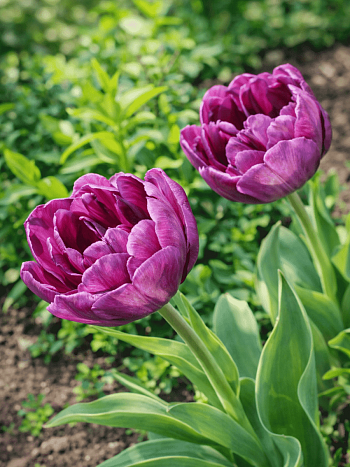 Тюльпан Махровый Alicante