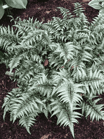 Кочедыжник ниппонский Metallicum