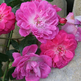 Роза флорибунда Венеда