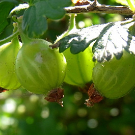 Крыжовник Пушкинский