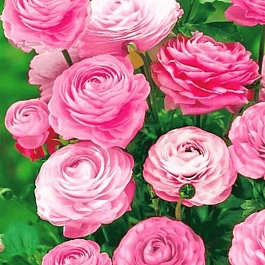 Лютик Азиатский  Pink