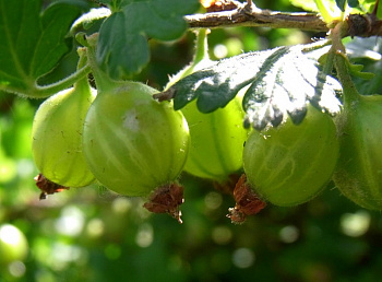 Крыжовник Пушкинский