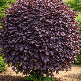 Бук лесной Atropunicea