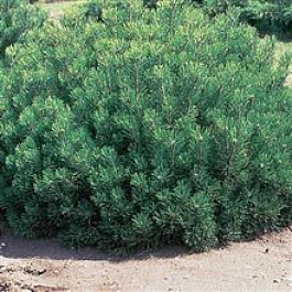 Сосна горная Мампитс