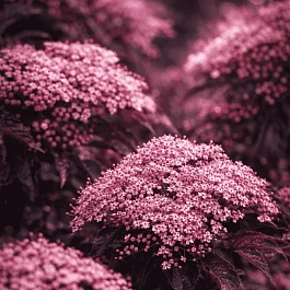 Бузина черная  Black Beauty