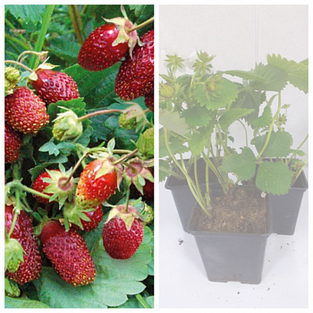 Земклуника Пенелопа НАБОР 3ШТ