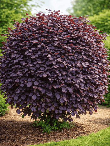 Бук лесной Atropunicea