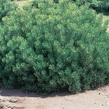 Сосна горная Мампитс