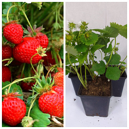 Земляника садовая Остара НАБОР 3ШТ