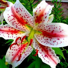 Лилия восточная Эксельсиор НАБОР 2ШТ (2+2)