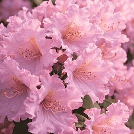 Рододендрон якушиманский Caroline Allbrook