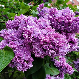 Сирень обыкновенная Антуан де Сент Экзюпери