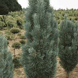 Сосна обыкновенная Fastigiata