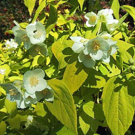 Жасмин садовый Ауреус