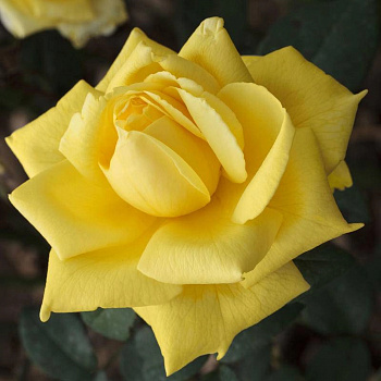 Роза плетистая Голден Парфюм