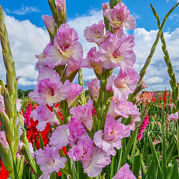 Гладиолус гофрированный Маджента Принцесс