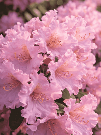 Рододендрон якушиманский Caroline Allbrook