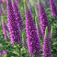Вероника длиннолистная Purpleicious