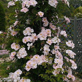 Роза  Английская Кустовая SHROPSHIRE LASS