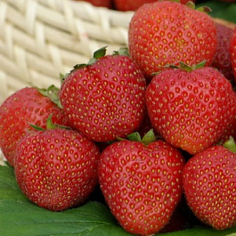 Земляника садовая Русь