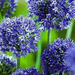 Лук декоративный Azureum