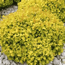 Барбарис Тунберга Bonanza gold