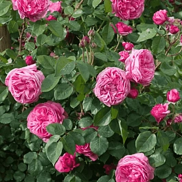 Роза Плетистая Millamy