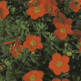 Лапчатка кустарниковая Red Jocker