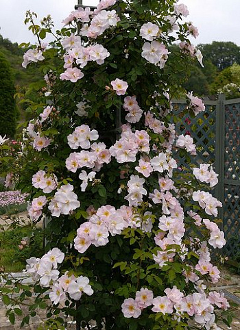 Роза  Английская Кустовая SHROPSHIRE LASS