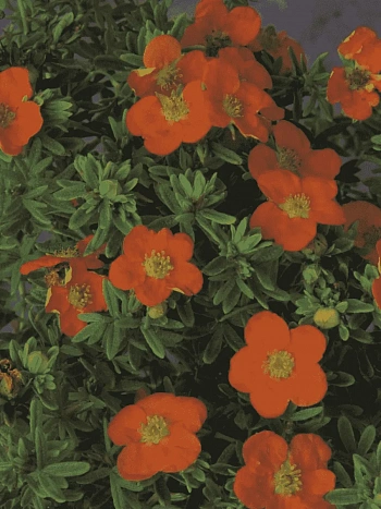 Лапчатка кустарниковая Red Jocker