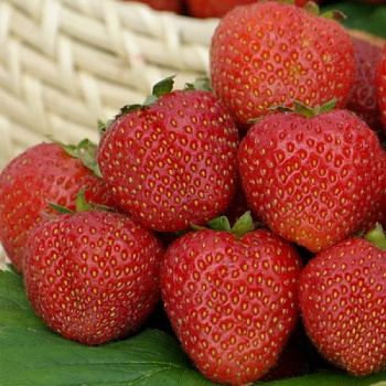 Земляника садовая Русь Земляника садовая Русь