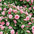 Бальзамин Musica Pink Aroma