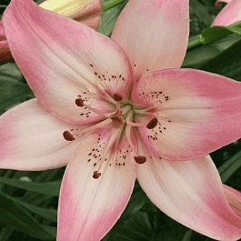 Лилия Rosella's Dream