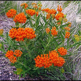 Ваточник клубневой