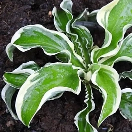 Хоста Let's Twist Again