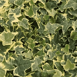 Плющ обыкновенный Goldchild