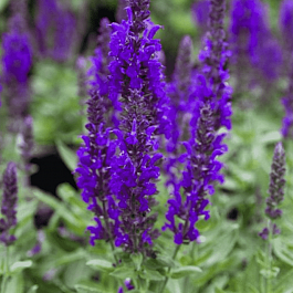 Шалфей дубравный Rianne Purple 