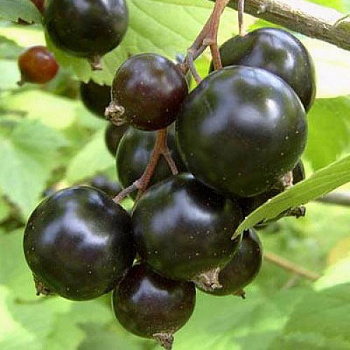 Смородина черная Белорусская сладкая