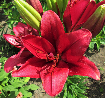 Лилия ЛА-гибрид Атакама НАБОР 2ШТ (2+2)