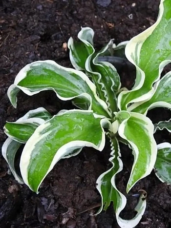 Хоста Let's Twist Again