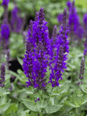 Шалфей дубравный Rianne Purple 
